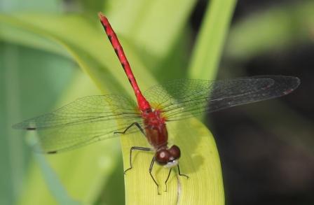 Red Dragonfly